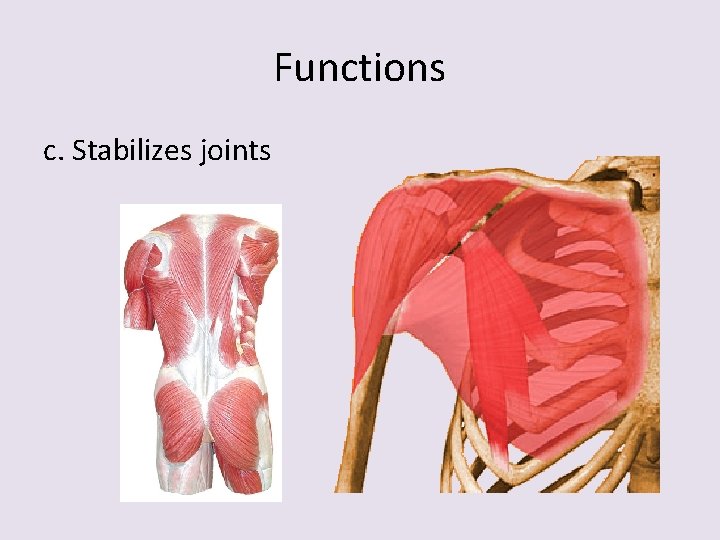 Functions c. Stabilizes joints 