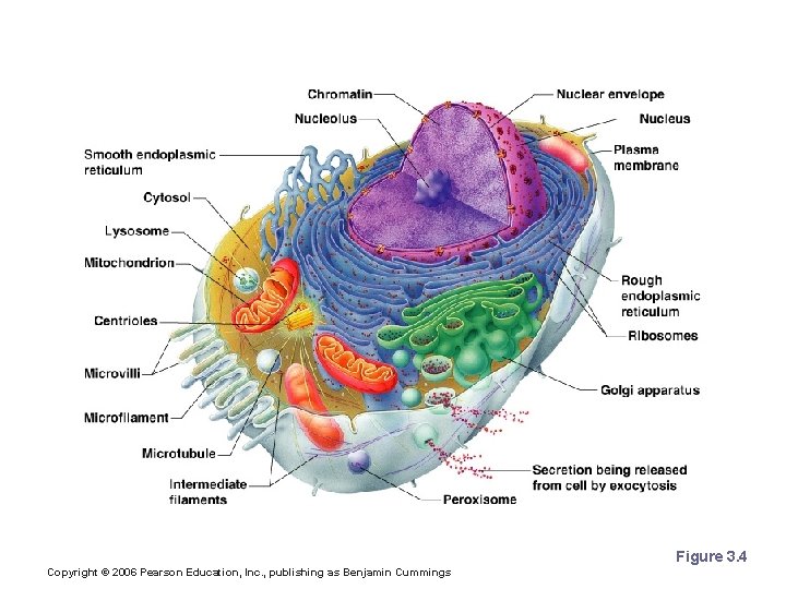 Cytoplasmic Organelles Figure 3. 4 Copyright © 2006 Pearson Education, Inc. , publishing as