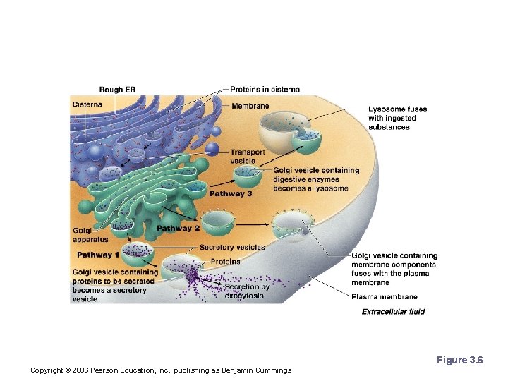 Golgi Apparatus Figure 3. 6 Copyright © 2006 Pearson Education, Inc. , publishing as