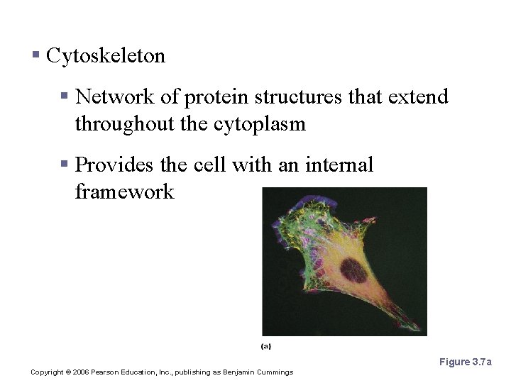 Cytoplasmic Organelles § Cytoskeleton § Network of protein structures that extend throughout the cytoplasm