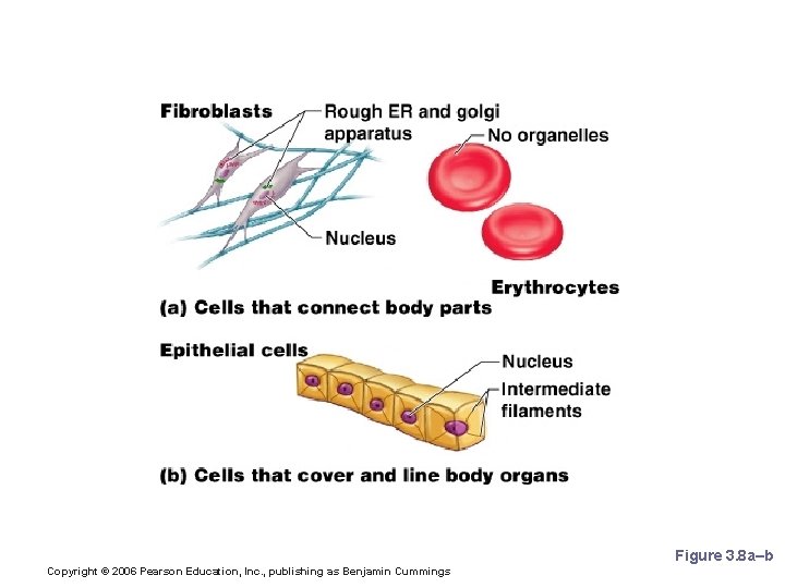 Cell Diversity Figure 3. 8 a–b Copyright © 2006 Pearson Education, Inc. , publishing