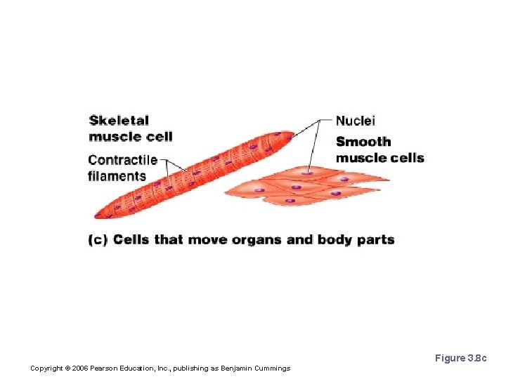 Cell Diversity Figure 3. 8 c Copyright © 2006 Pearson Education, Inc. , publishing