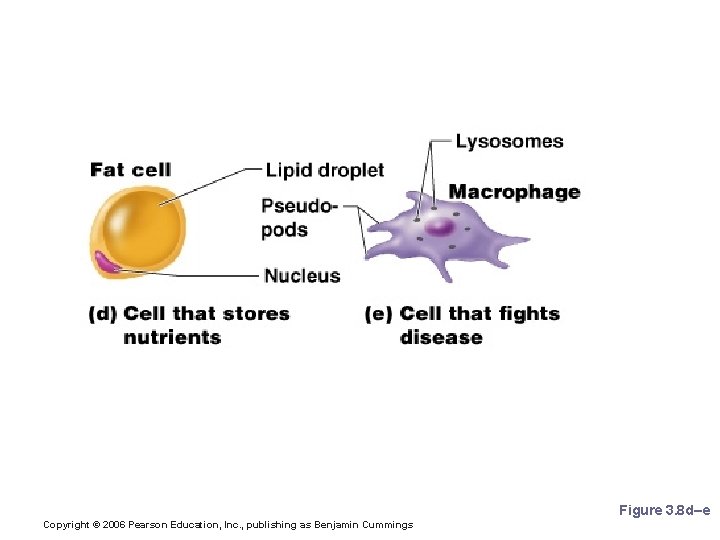 Cell Diversity Figure 3. 8 d–e Copyright © 2006 Pearson Education, Inc. , publishing