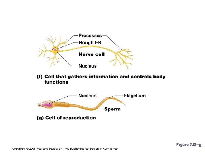 Cell Diversity Figure 3. 8 f–g Copyright © 2006 Pearson Education, Inc. , publishing