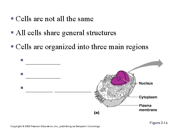 Anatomy of the Cell § Cells are not all the same § All cells