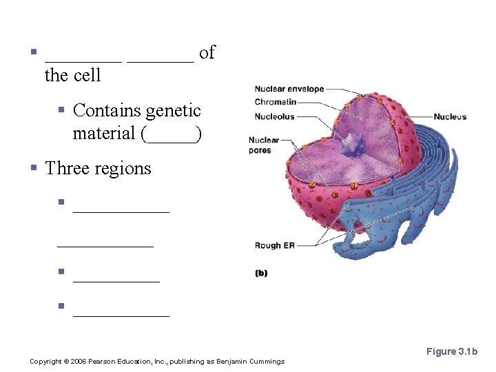 The Nucleus § _______ of the cell § Contains genetic material (_____) § Three