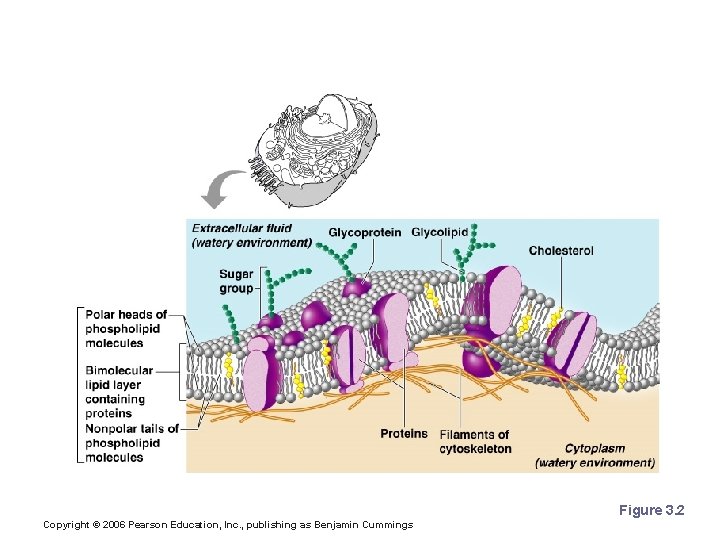Plasma Membrane Figure 3. 2 Copyright © 2006 Pearson Education, Inc. , publishing as