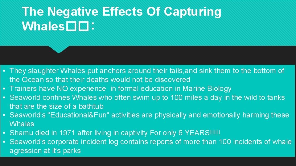 The Negative Effects Of Capturing Whales��: • They slaughter Whales, put anchors around their