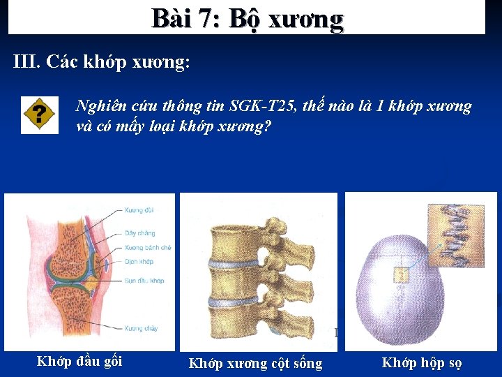 Bài 7: Bộ xương III. Các khớp xương: Nghiên cứu thông tin SGK-T 25,