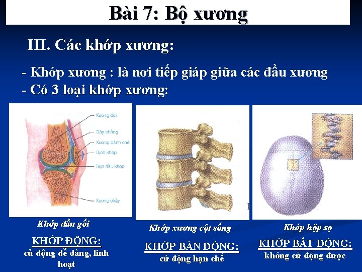 Bài 7: Bộ xương III. Các khớp xương: - Khớp xương : là nơi