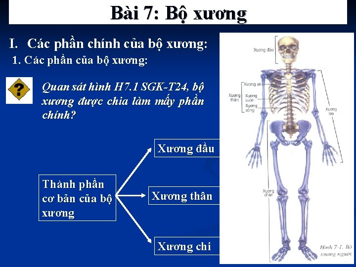 Bài 7: Bộ xương I. Các phần chính của bộ xương: 1. Các phần