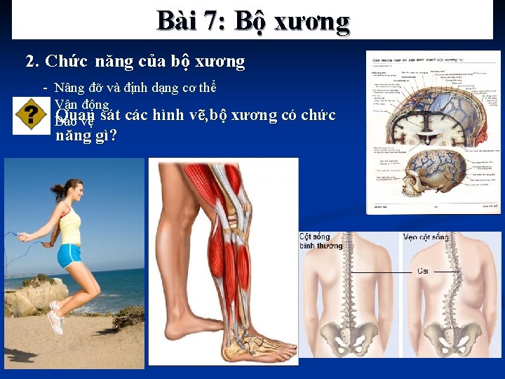 Bài 7: Bộ xương 2. Chức năng của bộ xương - Nâng đỡ và