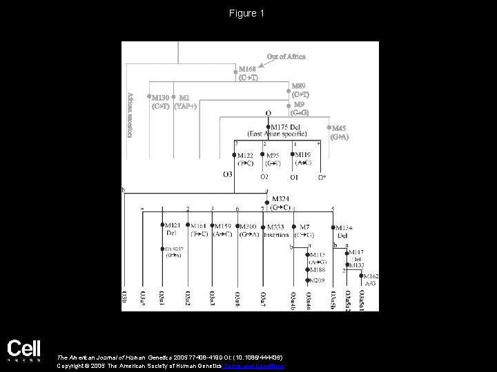 Figure 1 The American Journal of Human Genetics 2005 77408 -419 DOI: (10. 1086/444436)