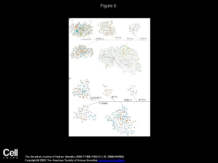 Figure 6 The American Journal of Human Genetics 2005 77408 -419 DOI: (10. 1086/444436)