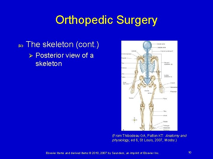 Orthopedic Surgery The skeleton (cont. ) Ø Posterior view of a skeleton (From Thibodeau