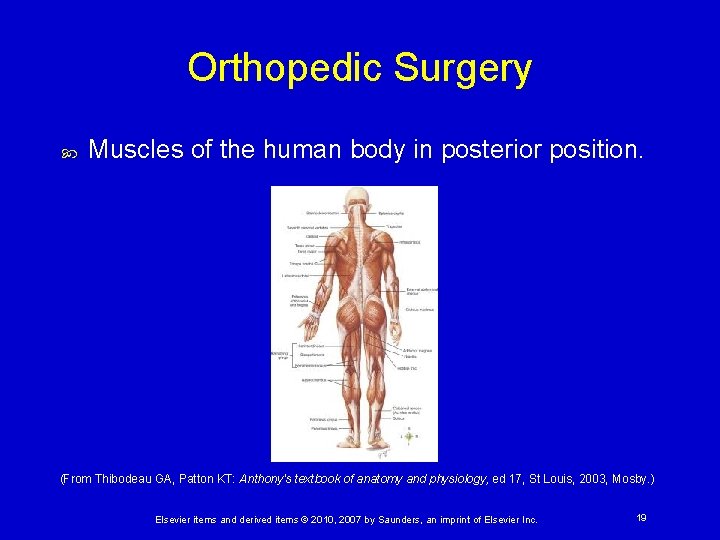 Orthopedic Surgery Muscles of the human body in posterior position. (From Thibodeau GA, Patton