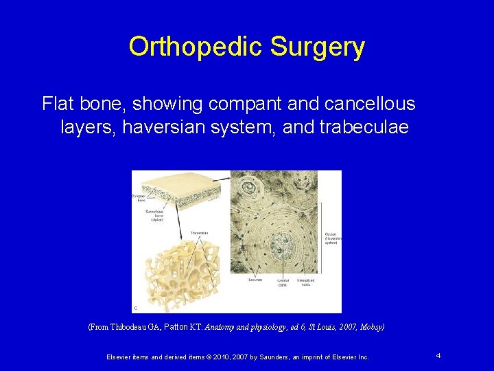 Orthopedic Surgery Flat bone, showing compant and cancellous layers, haversian system, and trabeculae (From