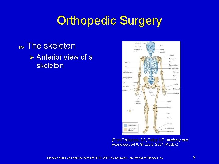 Orthopedic Surgery The skeleton Ø Anterior view of a skeleton (From Thibodeau GA, Patton