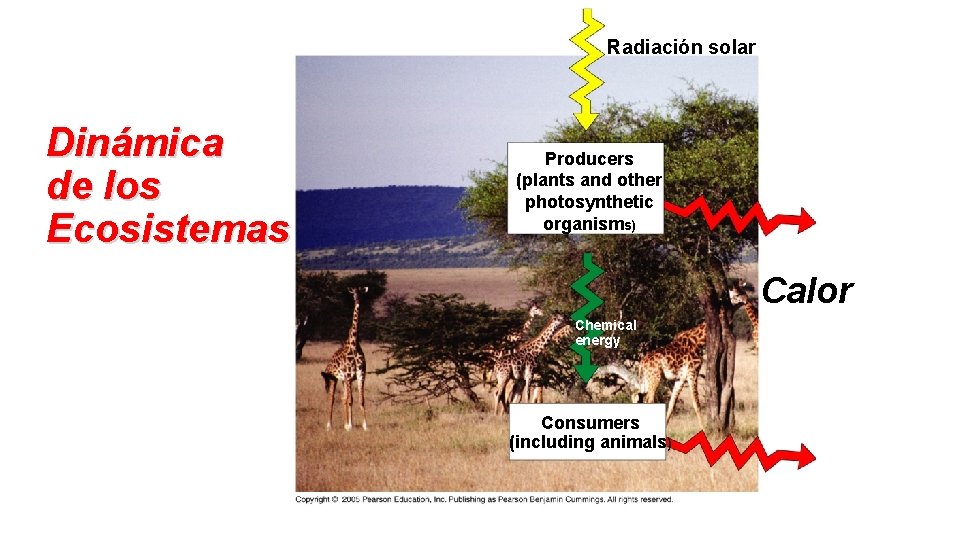 Radiación solar Dinámica de los Ecosistemas Producers (plants and other photosynthetic organisms) Calor Chemical