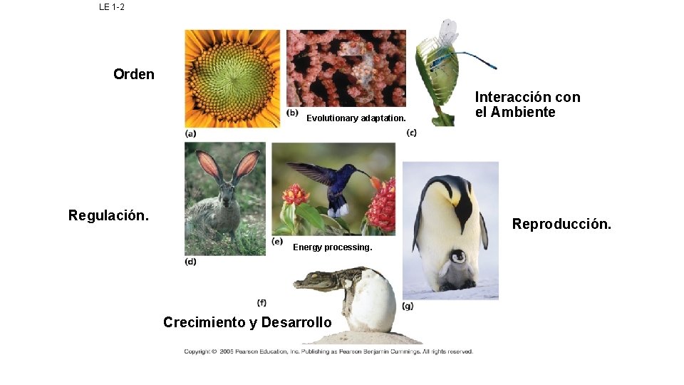 LE 1 -2 Orden Evolutionary adaptation. Regulación. Interacción con el Ambiente Reproducción. Energy processing.