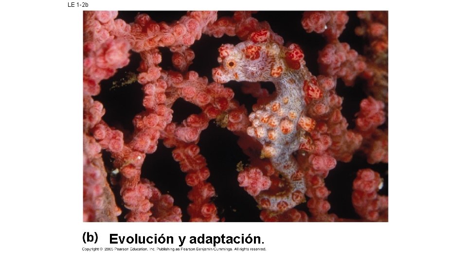 LE 1 -2 b Evolución y adaptación. 
