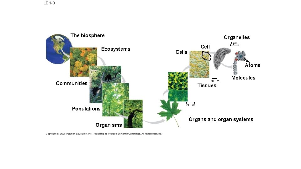 LE 1 -3 The biosphere Ecosystems Organelles 1 µm Cells Atoms 10 µm Communities