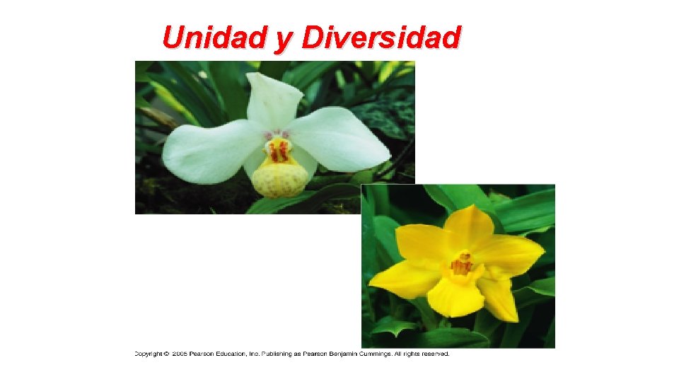 Unidad y Diversidad 