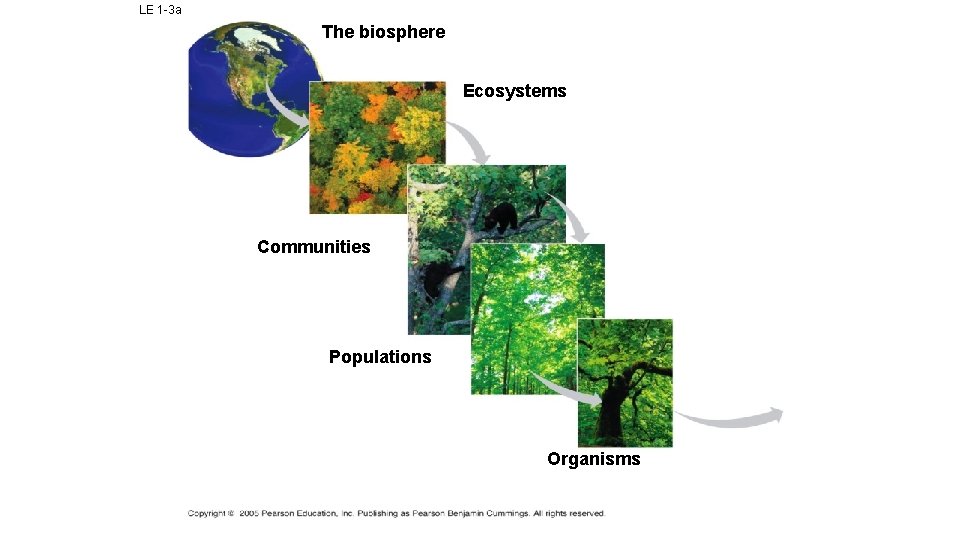 LE 1 -3 a The biosphere Ecosystems Communities Populations Organisms 