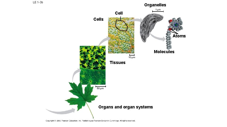 LE 1 -3 b Organelles 1 µm Cells Atoms Molecules 10 µm Tissues 50