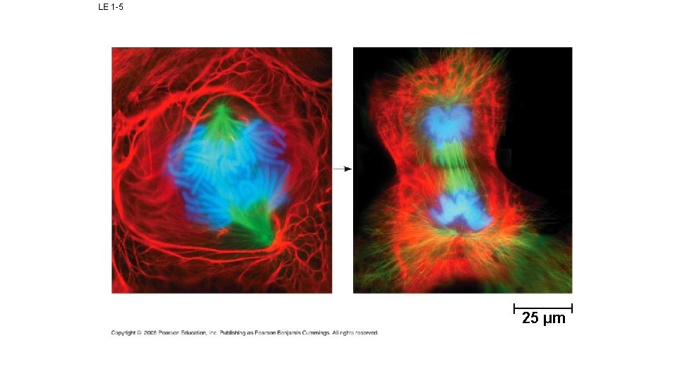 LE 1 -5 25 µm 