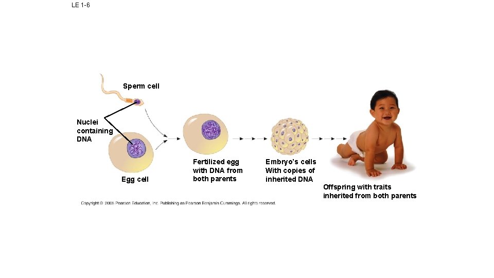 LE 1 -6 Sperm cell Nuclei containing DNA Egg cell Fertilized egg with DNA