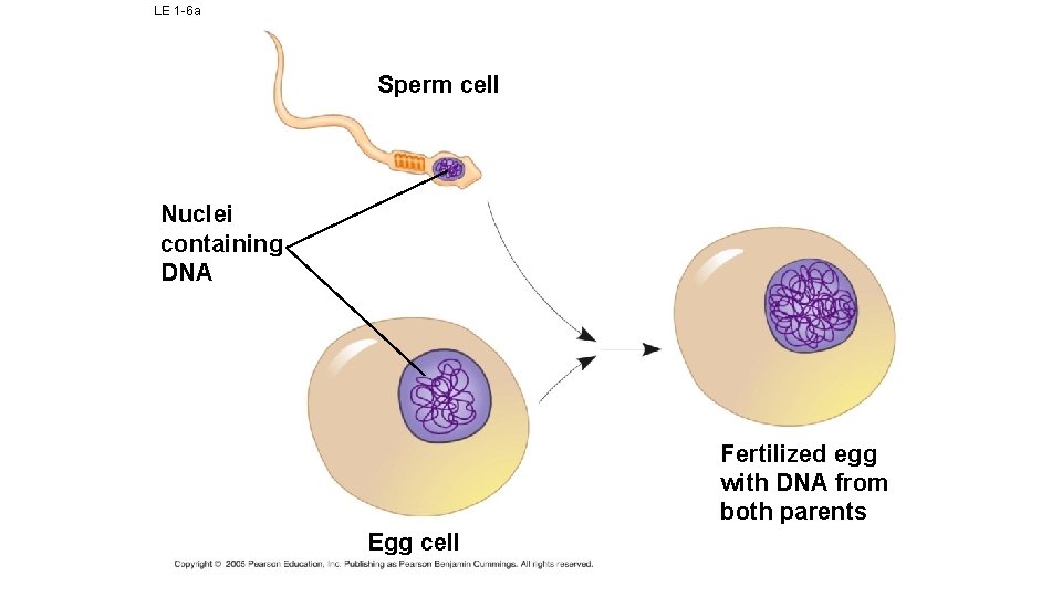 LE 1 -6 a Sperm cell Nuclei containing DNA Fertilized egg with DNA from