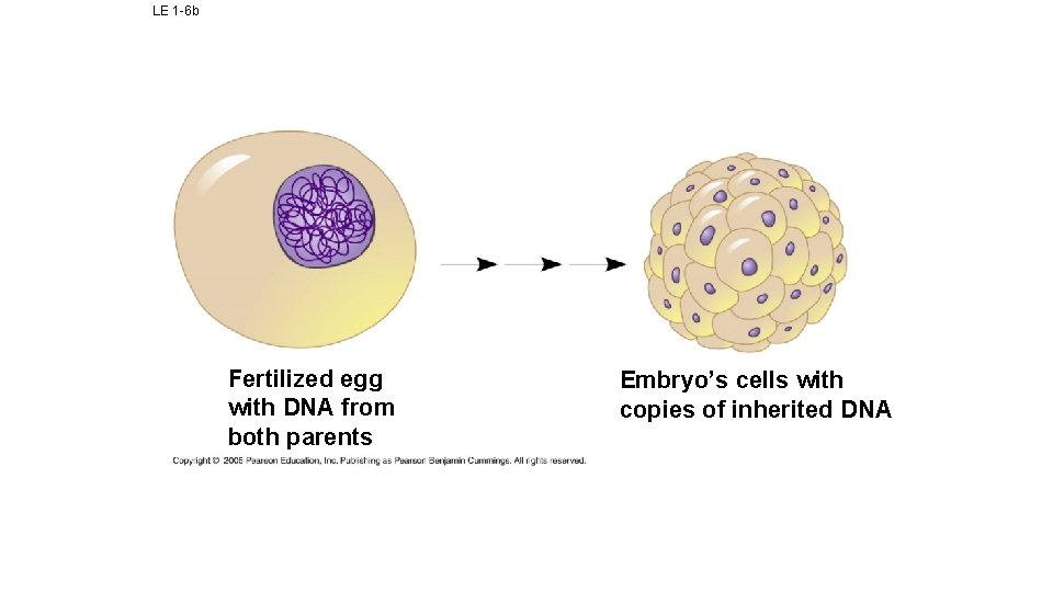 LE 1 -6 b Fertilized egg with DNA from both parents Embryo’s cells with