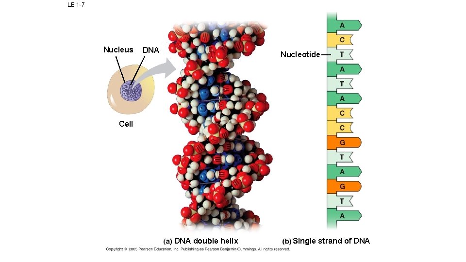 LE 1 -7 Nucleus DNA Nucleotide Cell DNA double helix Single strand of DNA