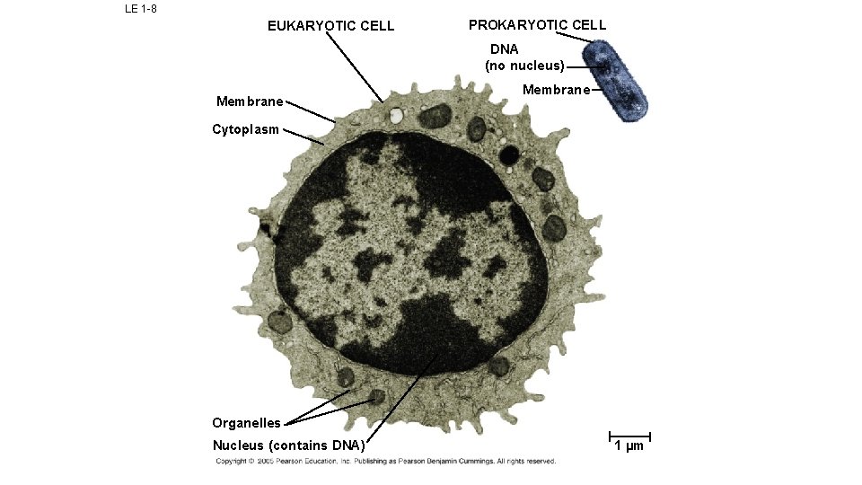 LE 1 -8 EUKARYOTIC CELL PROKARYOTIC CELL DNA (no nucleus) Membrane Cytoplasm Organelles Nucleus