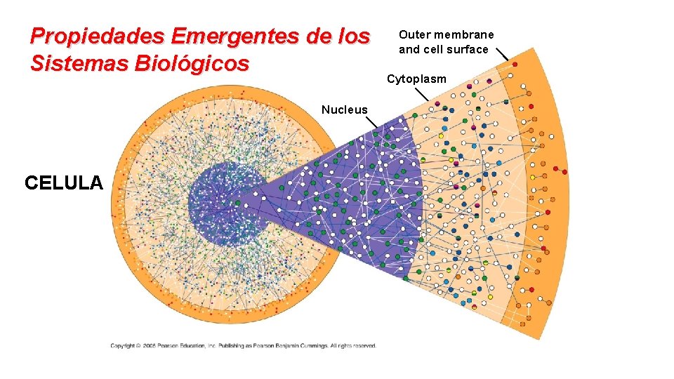 Propiedades Emergentes de los Sistemas Biológicos Nucleus CELULA Outer membrane and cell surface Cytoplasm