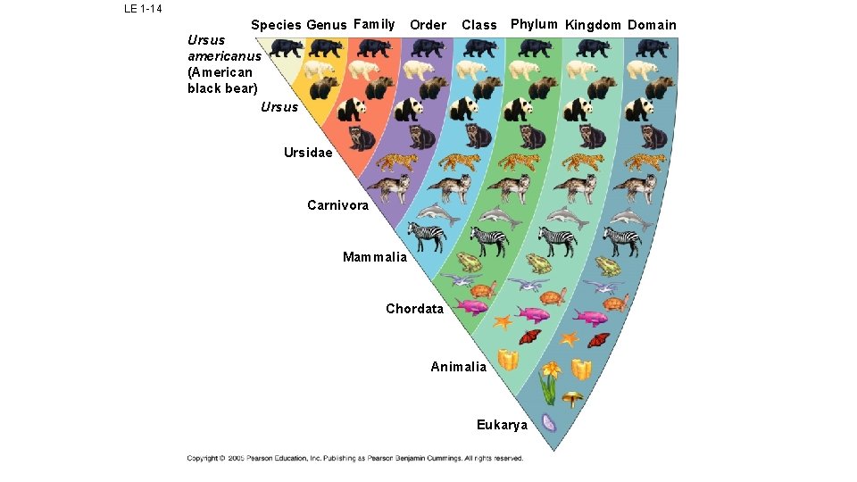 LE 1 -14 Species Genus Family Order Class Phylum Kingdom Domain Ursus americanus (American