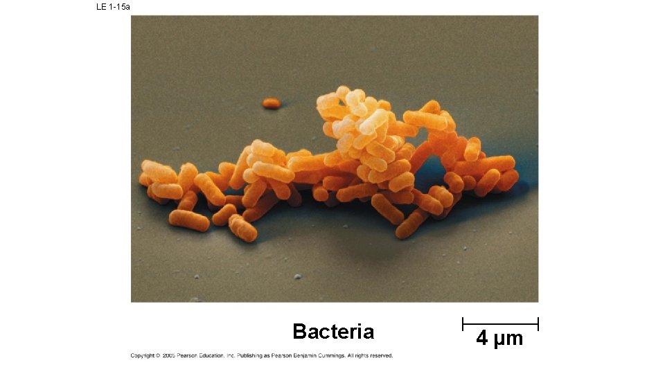 LE 1 -15 a Bacteria 4 µm 