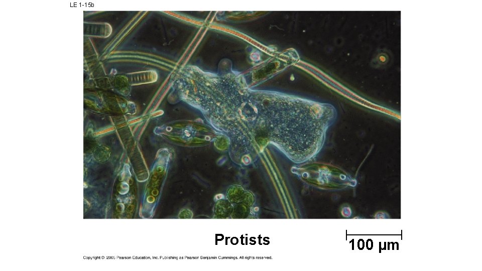 LE 1 -15 b Protists 100 µm 