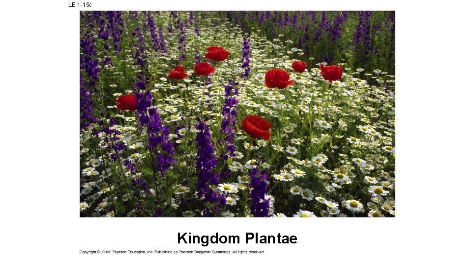 LE 1 -15 c Kingdom Plantae 