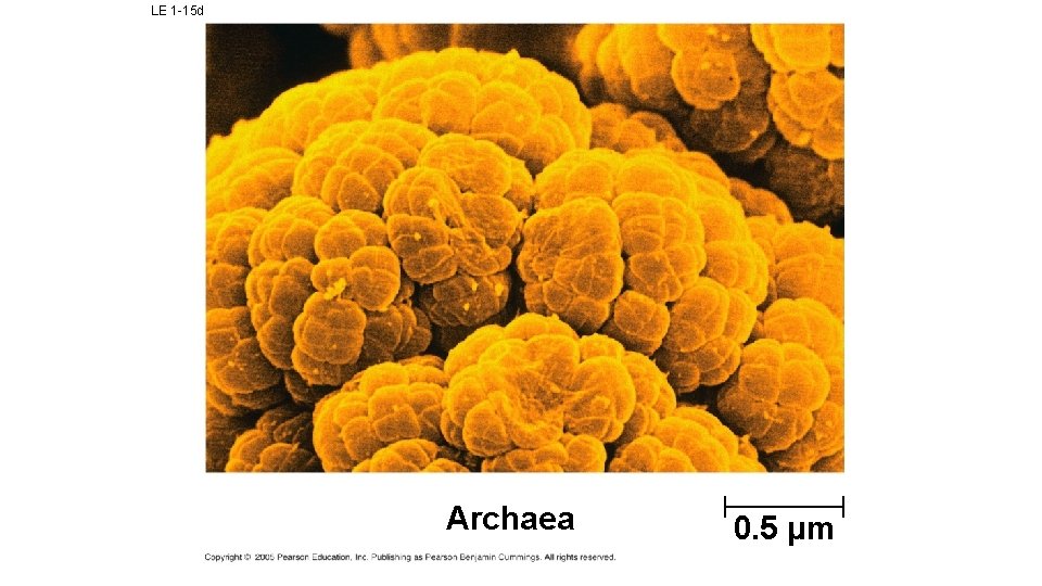 LE 1 -15 d Archaea 0. 5 µm 