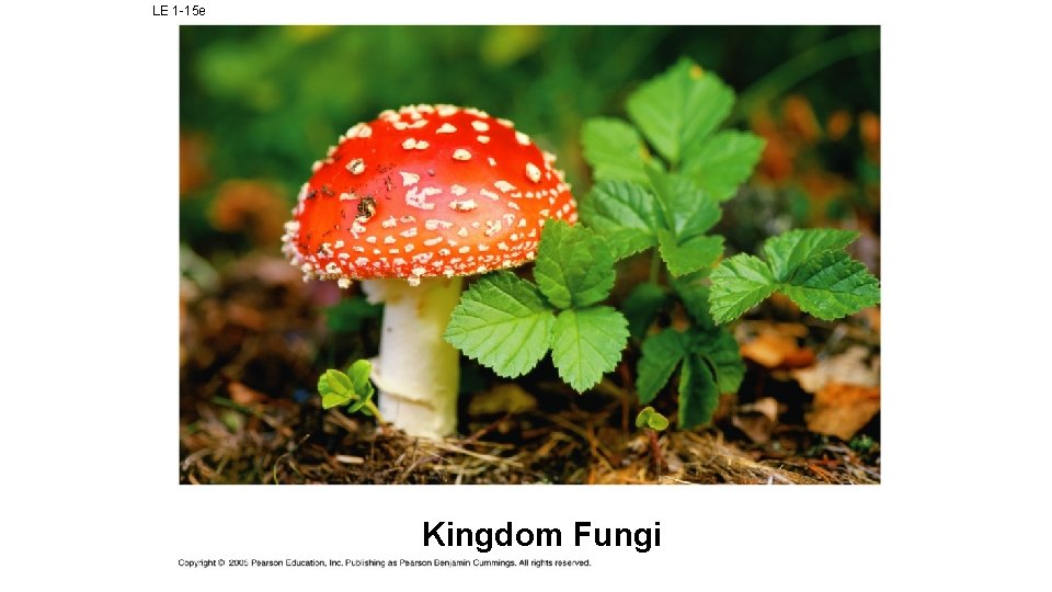 LE 1 -15 e Kingdom Fungi 