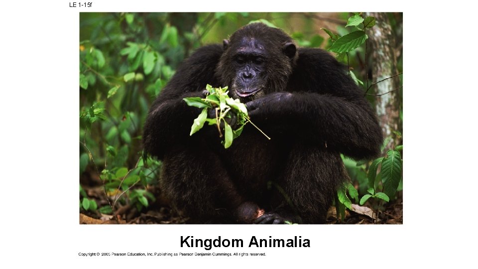 LE 1 -15 f Kingdom Animalia 