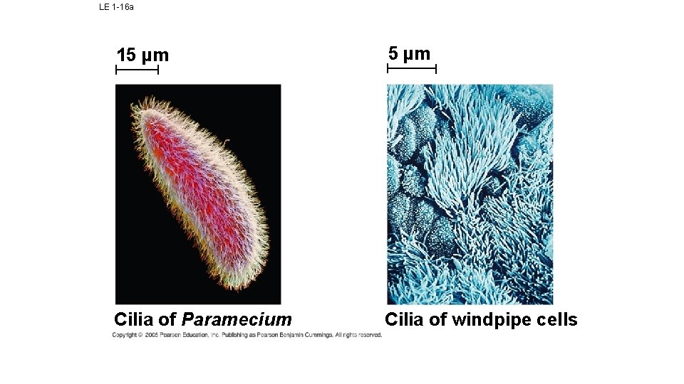 LE 1 -16 a 15 µm Cilia of Paramecium Cilia of windpipe cells 