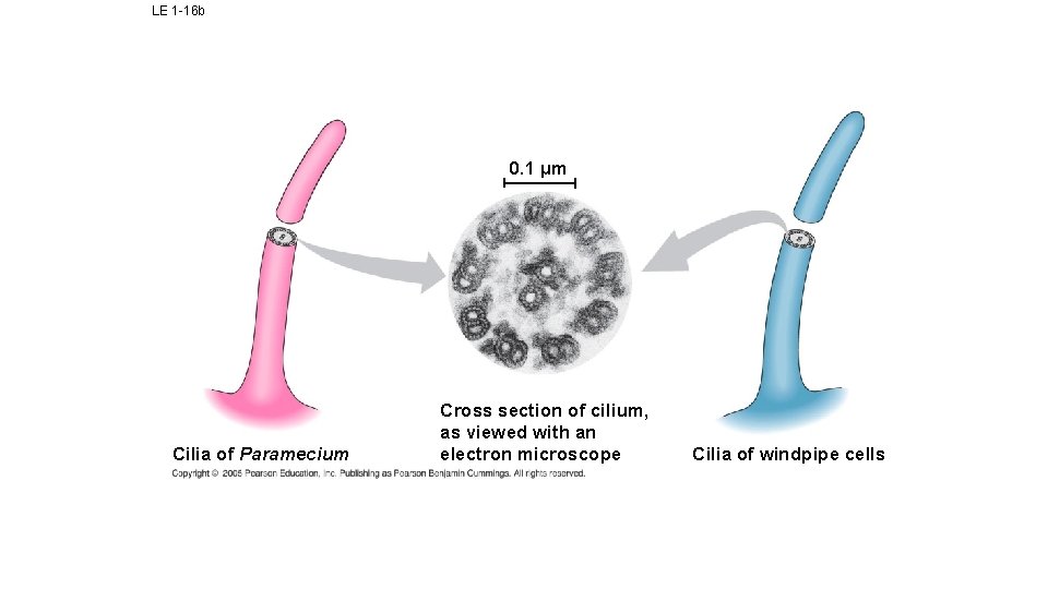 LE 1 -16 b 0. 1 µm Cilia of Paramecium Cross section of cilium,