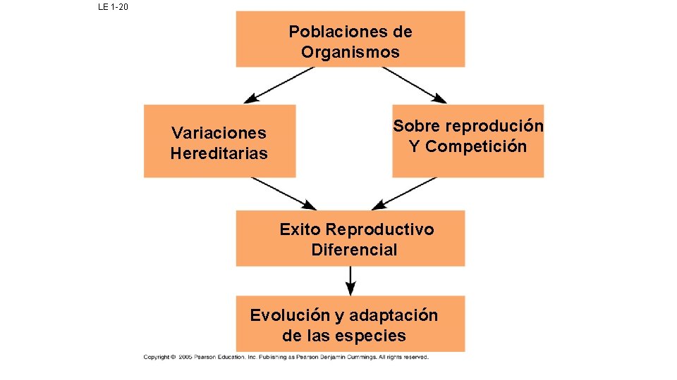 LE 1 -20 Poblaciones de Organismos Variaciones Hereditarias Sobre reprodución Y Competición Exito Reproductivo