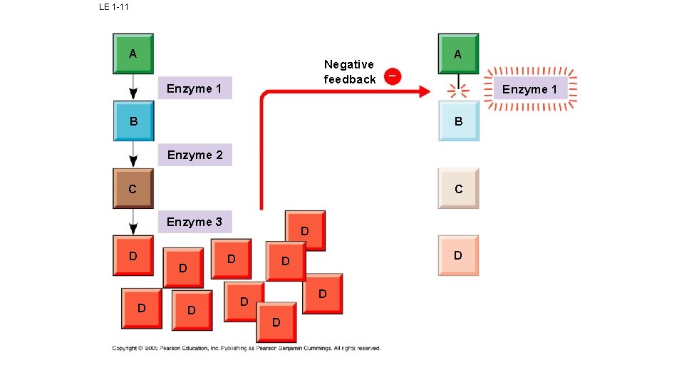 LE 1 -11 A Negative feedback Enzyme 1 B A Enzyme 1 B Enzyme