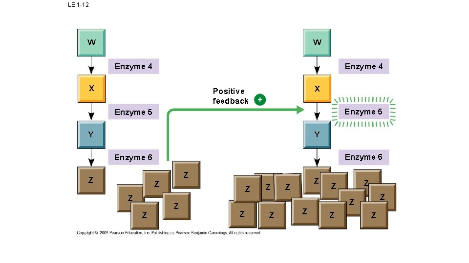 LE 1 -12 W W Enzyme 4 X X Positive feedback Enzyme 5 Y