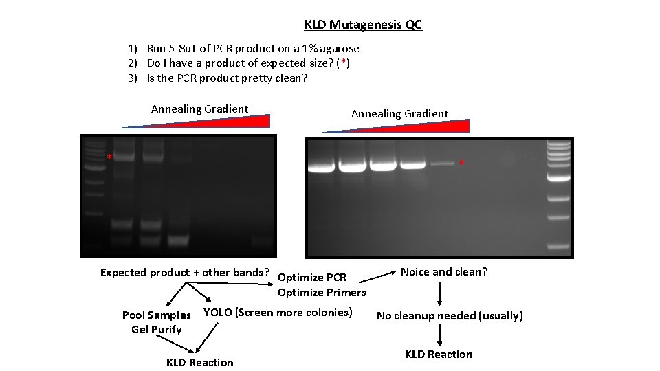 KLD Mutagenesis QC 1) Run 5 -8 u. L of PCR product on a