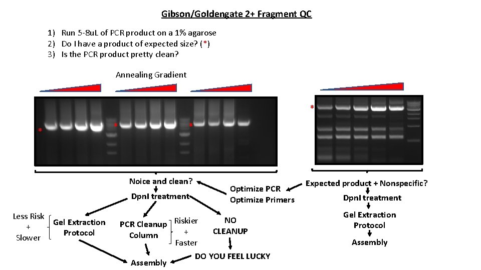 Gibson/Goldengate 2+ Fragment QC 1) Run 5 -8 u. L of PCR product on